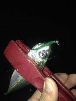 泉大津にてアジのたまり場発見♪　アジングで1時間半釣れて楽しめました