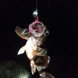 東二見　仕事帰りのロック調査釣行