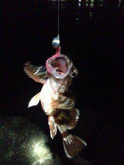 東二見　仕事帰りのロック調査釣行