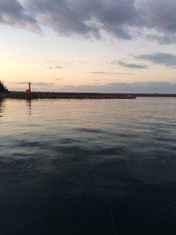 香住東港　のべ竿でサヨリ・アジ　ウキ下が深くウキでアタリとりました