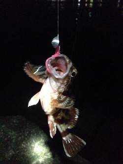 東二見　仕事帰りのロック調査釣行