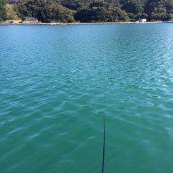 柴山港にてサヨリ釣り〜アタリ繊細で難しいですが面白いです　