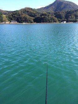 柴山港にてサヨリ釣り〜アタリ繊細で難しいですが面白いです　