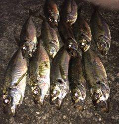 大阪南港アジング　ケイムラ系に好反応でした