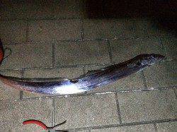 南港周辺に太刀魚狙い　帰り際になんとかボウズのがれ