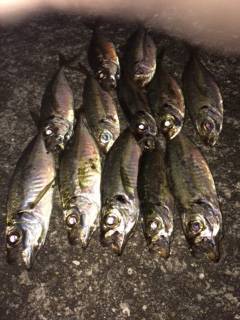 大阪南港アジング　ケイムラ系に好反応でした