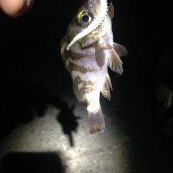 泉大津にアジを探しに、アジとは違うアタリが連発…