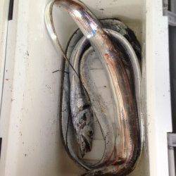 大阪南港へタチウオ釣り　サンマの電気ウキ釣りで4本