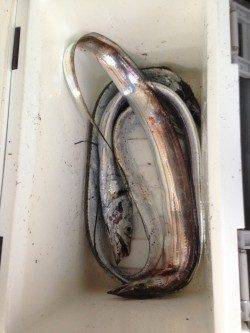 大阪南港へタチウオ釣り　サンマの電気ウキ釣りで4本