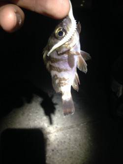 泉大津にアジを探しに、アジとは違うアタリが…