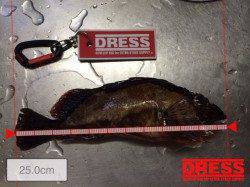 那智堤防でルアー釣り　イソメ型ワームで25cmのガシラ