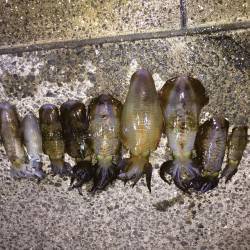 満月 大潮のタイミング狙ってヤエン　アタリ…