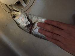 兵庫突堤　ウキ釣りのタチウオは95cmの良…