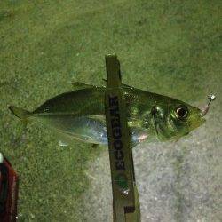 須磨　深夜からのアジングは〜19cmの数釣り　メバルの姿も