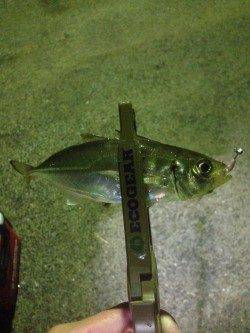 須磨　深夜からのアジングは〜19cmの数釣り　メバルの姿も