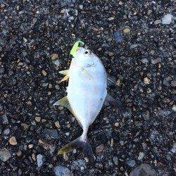 勝浦港　ライトゲームでメッキ・メバル　色々見て回りメバルの付き場発見♪