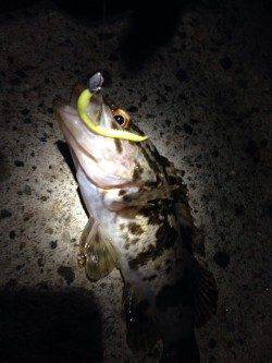 林崎漁港　テトラ帯でロッキング調査☆タケノコメバル・ソイ・アジが釣れました