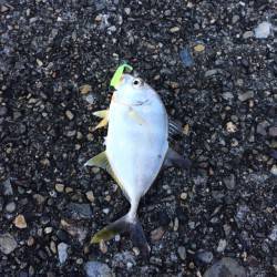 勝浦港　ライトゲームでメッキ・メバル　色々見て回りメバルの付き場発見♪