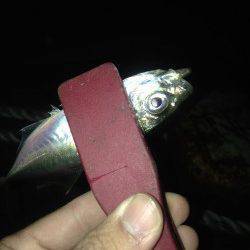 高砂埋立地　アジングでアジ・サバ　潮のゆるむ所でアタリありました