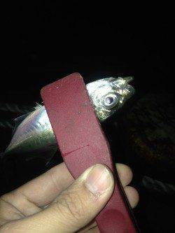 高砂埋立地　アジングでアジ・サバ　潮のゆるむ所でアタリありました