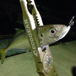 須磨　中サバの群れに苦戦もアジングでアジの引き堪能