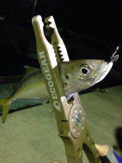 須磨　中サバの群れに苦戦もアジングでアジの引き堪能