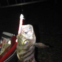 貝塚　ライトゲーム釣行も15cmのメバル