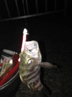 貝塚　ライトゲーム釣行も15cmのメバル