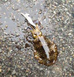 佐野漁港　周りも渋い中でのエギングで貴重なアオリイカ