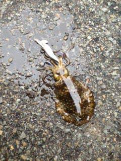 佐野漁港　周りも渋い中でのエギングで貴重な…