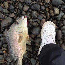 煙樹ヶ浜　ショアジギングのジグにヒットしたのはコロダイ