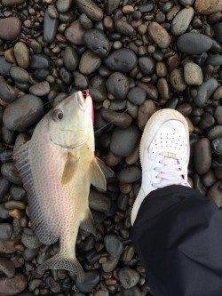 煙樹ヶ浜　ショアジギングのジグにヒットしたのはコロダイ