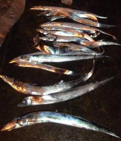 中島　 浮き釣り、引き釣り、ワインドでタチ…