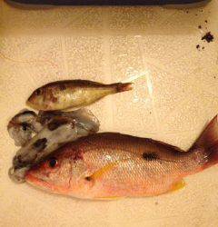 南紀磯投げ釣行【yamagoon氏　連載記事】