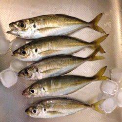 新浜漁港　会社帰りに30分のアジング残業〜メバル混じりでポツポツ