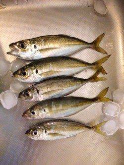 新浜漁港　会社帰りに30分のアジング残業〜メバル混じりでポツポツ