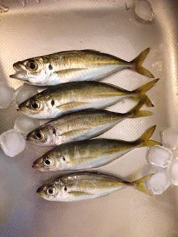 新浜漁港　会社帰りに30分のアジング残業〜…