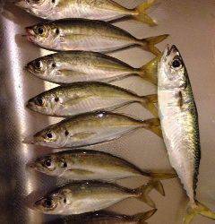 林崎漁港　アジングで入れ食い堪能、巻きの釣りに好反応でした