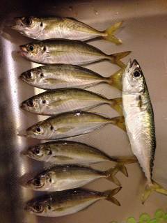 林崎漁港　アジングで入れ食い堪能、巻きの釣りに好反応でした