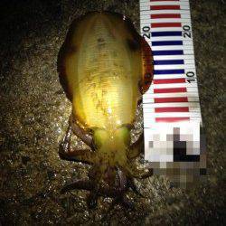 淡路島・松帆にてエギング　テンションフォールで今年最高の835g