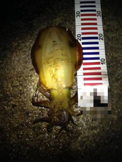 淡路島・松帆にてエギング　テンションフォー…