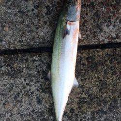 岸和田一文字に初挑戦　ジグでサゴシ、アオイソメで良型ガシラ連続ヒット