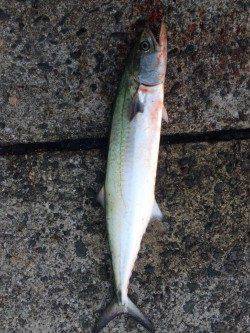 岸和田一文字に初挑戦　ジグでサゴシ、アオイソメで良型ガシラ連続ヒット