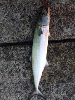 岸和田一文字に初挑戦　ジグでサゴシ、アオイ…