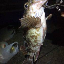 岸和田一文字に初挑戦　ジグでサゴシ、アオイソメで良型ガシラ連続ヒット