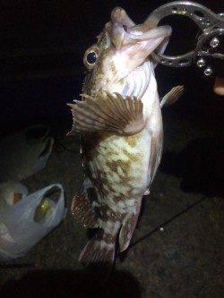 岸和田一文字に初挑戦　ジグでサゴシ、アオイソメで良型ガシラ連続ヒット