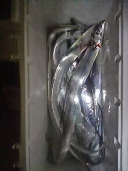 大阪南港　小一時間でタチウオ6本に満足釣果…