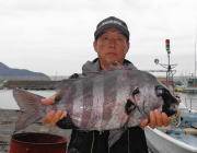 黒島の磯　イシダイの釣果出てます