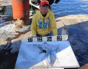 黒島の筏　ヤエンでアオリイカ1.3kgが上…
