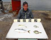 黒島の筏でマダイとハマチの釣果